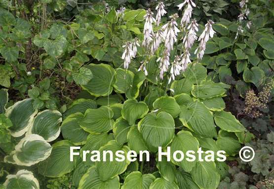 Hosta Treasure Hunt